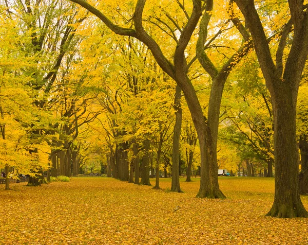 New York City Central Park alley in the Fall. — Stock Photo, Image