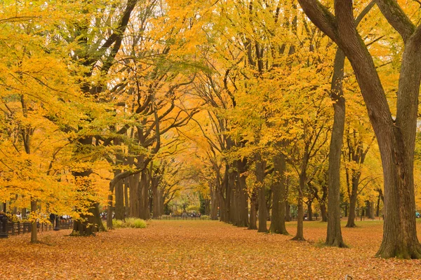 New York City Central Park Allee im Herbst. — Stockfoto