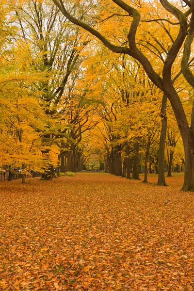 New york city central parku aleja jesienią. — Zdjęcie stockowe