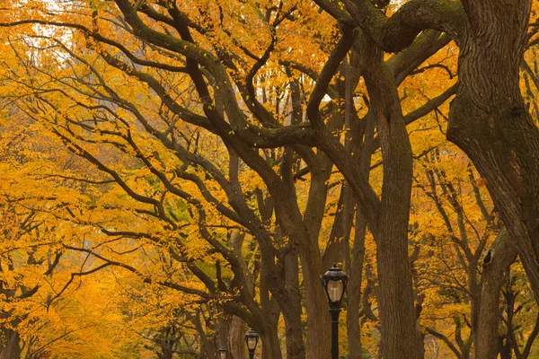 New York City Central Park alley in the Fall. — Stock Photo, Image