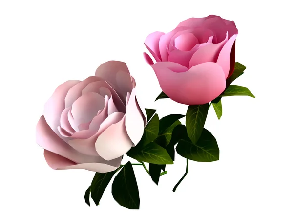 Růžové růže Stock Obrázky