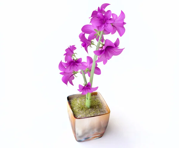 Pink Hyacinths in a Flowerpot — Stock Photo, Image