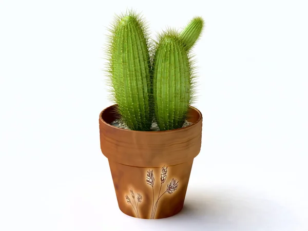 Çiçek saksısında kaktüs — Stok fotoğraf