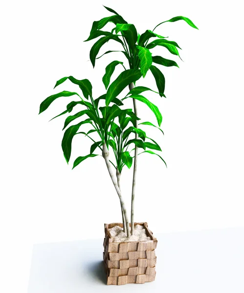 Pokojová rostlina Stock Snímky