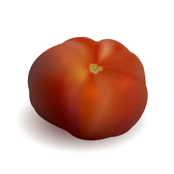 Vector realistic tomato isolated on white. Eps10 — Stock Vector