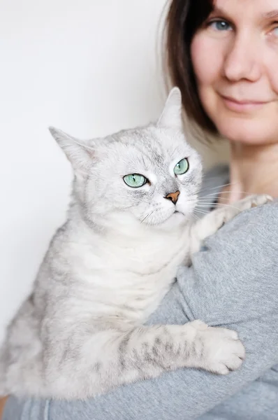 Hermoso gato gris —  Fotos de Stock
