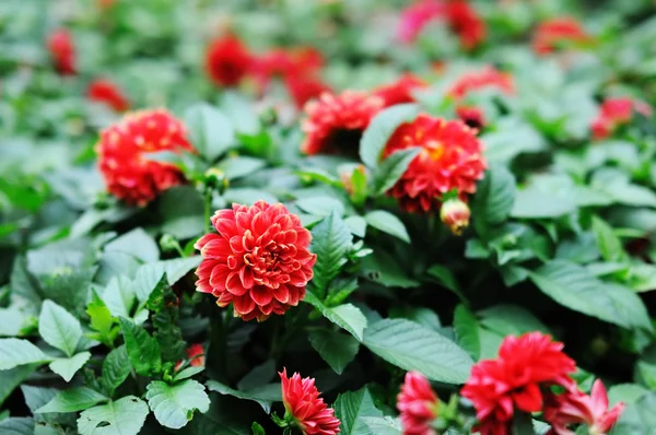 Detalj av röda chrysanthemum bush — Stockfoto