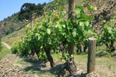 douro üzüm bağları görüntüleyin