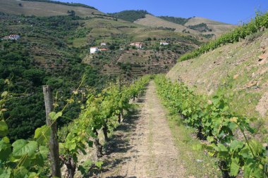 douro üzüm bağları görüntüleyin