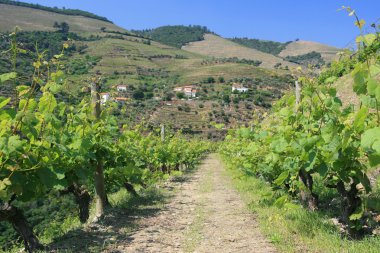 douro üzüm bağları görüntüleyin