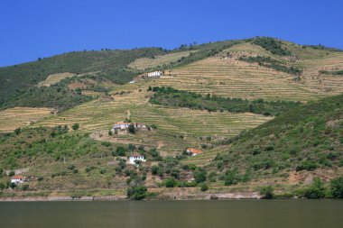 douro üzüm bağları görüntüleyin