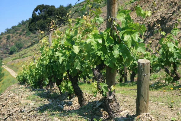 Blick auf die Weinberge im Douro — Stockfoto