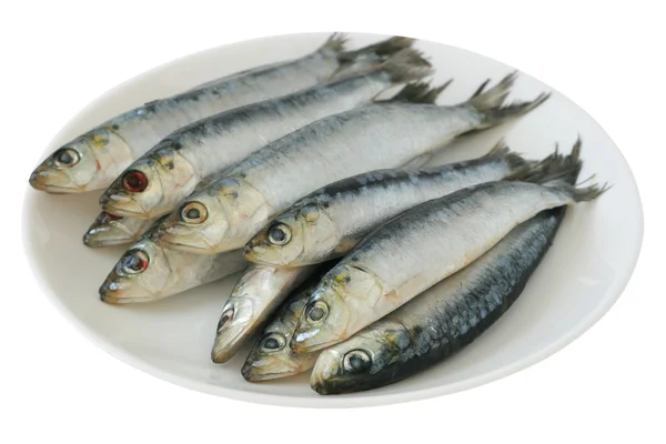 stock image Fresh sardines