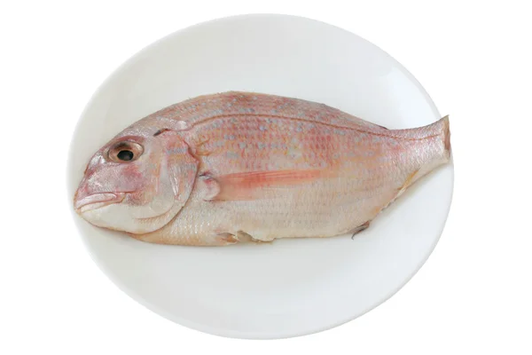 Frischer Fisch auf dem weißen Teller — Stockfoto
