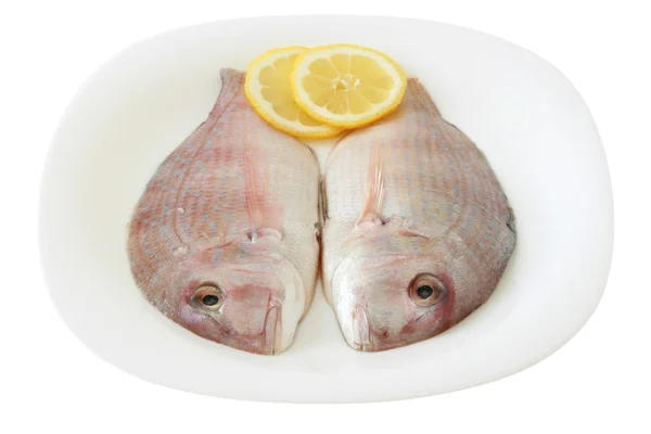 Fresh fish on the white plate — Stock Photo, Image