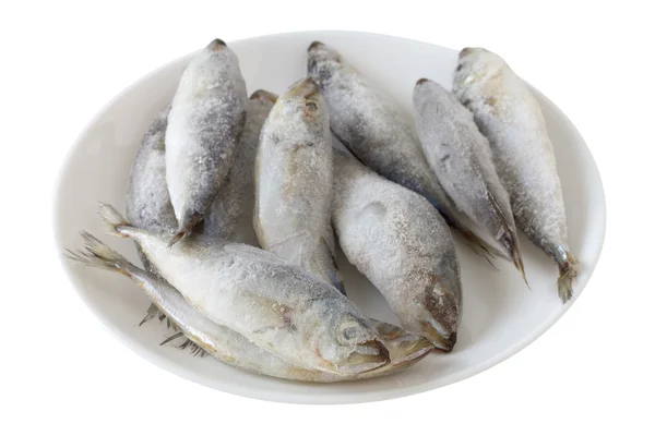 Frozen sardines on the plate — Stock Photo, Image