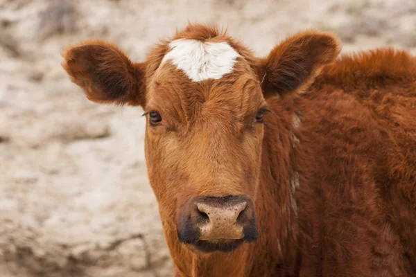 stock image Cattle