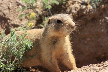 Animals of New Mexico clipart