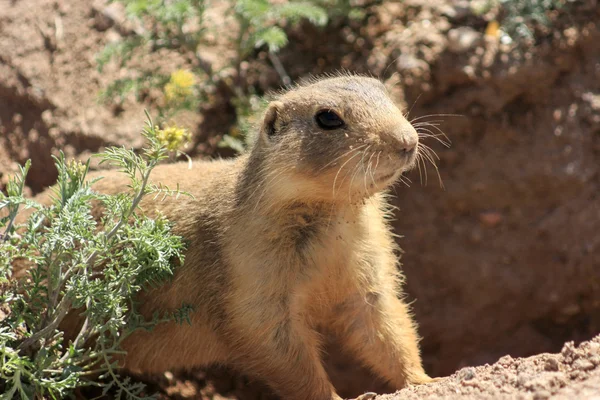 stock image Animals of New Mexico