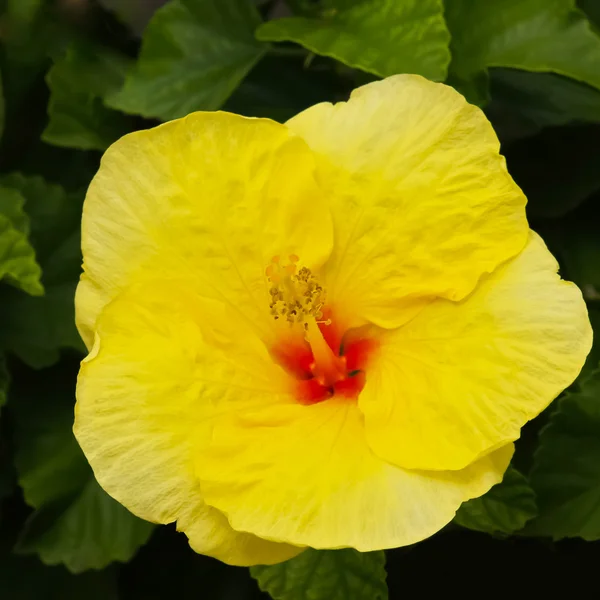 Żółty hibiskusa hawajski — Zdjęcie stockowe