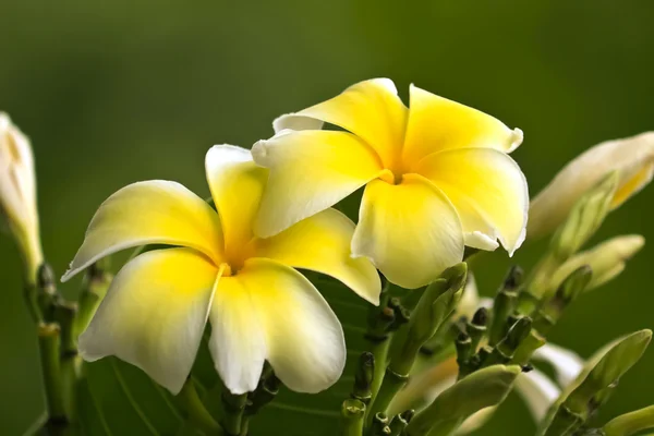 梅香阿尔巴的花朵 图库图片