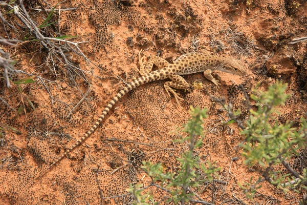 Whiptail Lizard — Stock Photo, Image