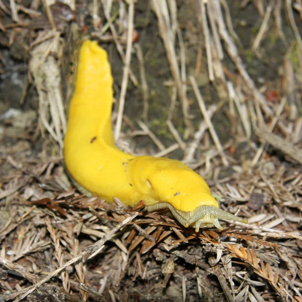 Банановый слизняк — стоковое фото