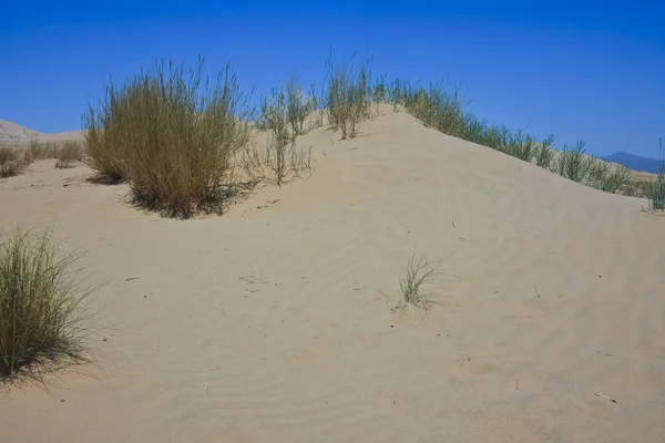 Tra le dune — Foto Stock