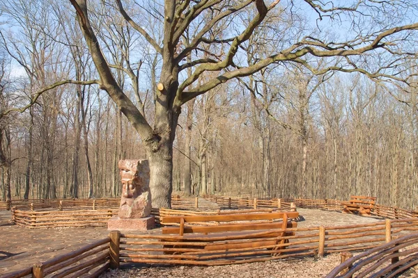Big old oak tree — Stock Photo, Image