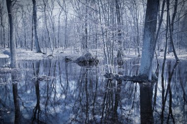 Dark paludal forest. Monochrome photo clipart