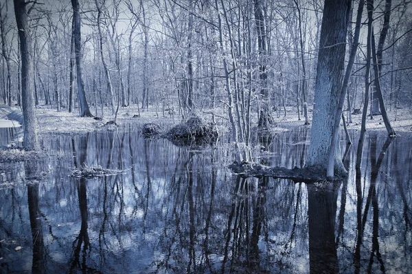 Dark paludal forest. Monochrome photo — Stock Photo, Image