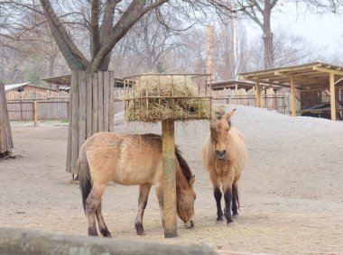 Ukrayna Kiev Hayvanat Bahçesi Przewalski's at