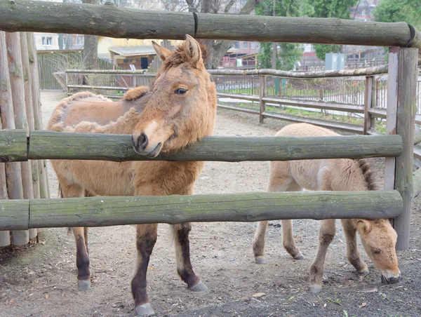 O cavalo de Przewalski no Zoológico de Kiev, Ucrânia — Fotografia de Stock