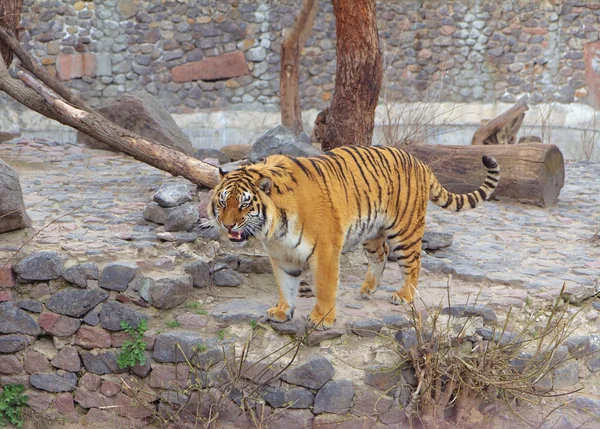 Tiger i Kiev Zoo, Ukraine - Stock-foto
