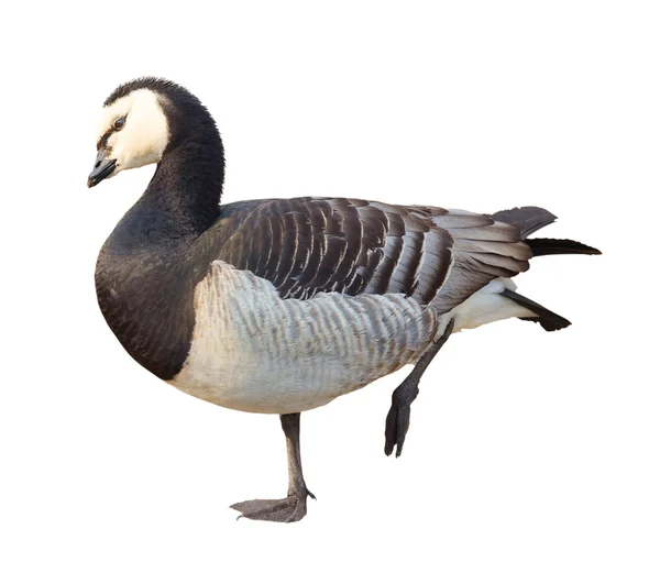 Duck isolated on a white — Stock Photo, Image