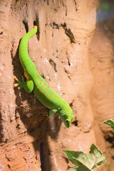 Groene gecko hagedis in de dierentuin van Kiev — Stockfoto