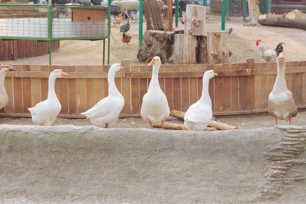 Pandilla de gansos blancos en el Zoológico de Kiev, Ucrania — Foto de Stock