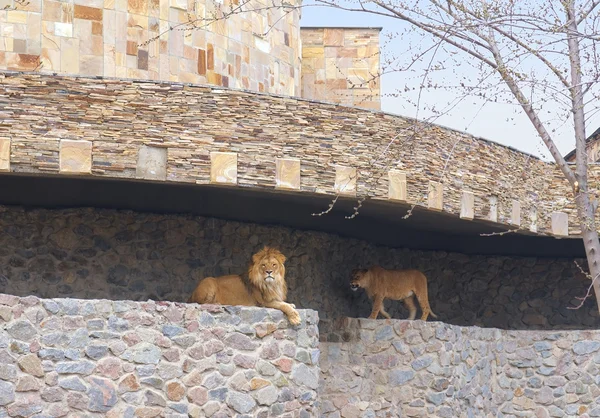 Två lejon i Kiev Zoo, Ukraina — Stockfoto