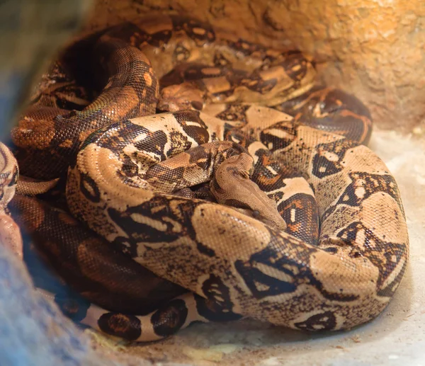 Schlangen im kyiv zoo, ukraine — Stockfoto