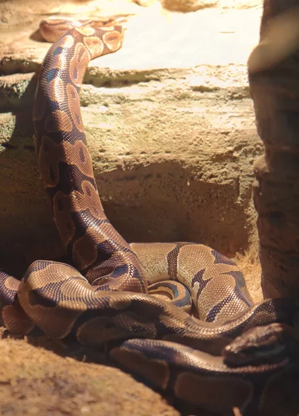 Serpente no Zoológico de Kiev, Ucrânia — Fotografia de Stock