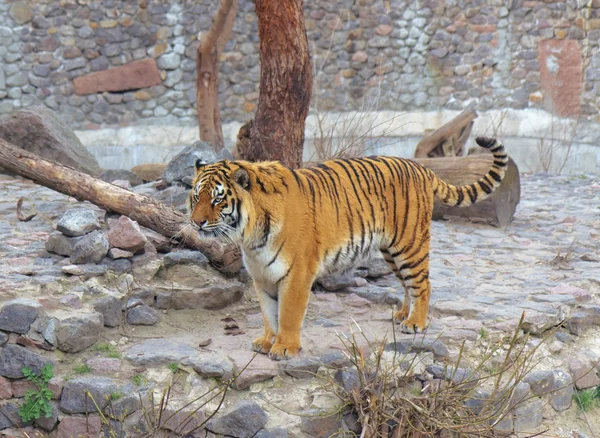 Tiger i Kiev Zoo, Ukraine — Stockfoto
