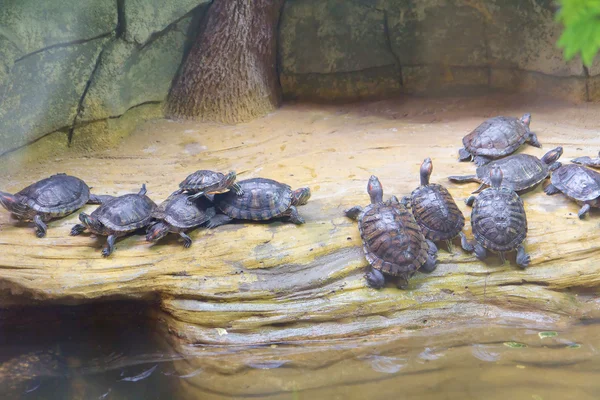 Groep van schildpadden in de dierentuin van Kiev, Oekraïne — Stockfoto