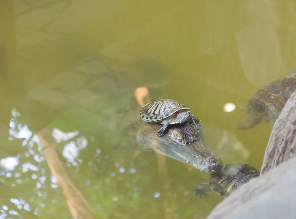 Czerwone Eared Terrapin Stock Photos, Royalty Free Czerwone Eared 