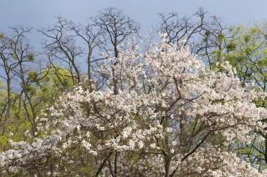 witte magnolia boom bloesem op storm hemelachtergrond