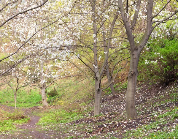 Bloei van magnolia bloemen en bloemblaadjes op de grond — Stockfoto