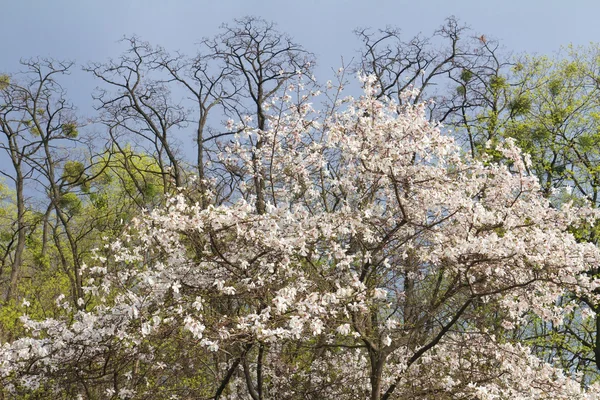 Witte magnolia boom bloesem op storm hemelachtergrond — Stockfoto