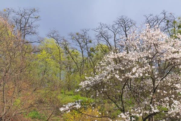 Witte magnolia bloemen op storm hemelachtergrond — Stockfoto