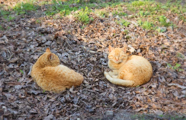 Δύο γάτες κόκκινο ύπνου στο γρασίδι — 图库照片