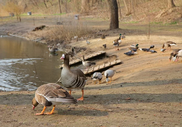 Geese on bank of pond in ZOO, Ukraine — Stock Photo, Image