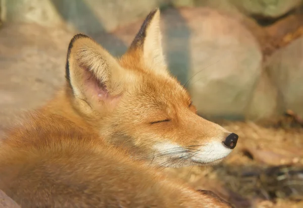 Piękne red fox spanie — Zdjęcie stockowe
